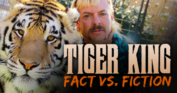 What is the real tiger king? Answer: The Siberian tiger