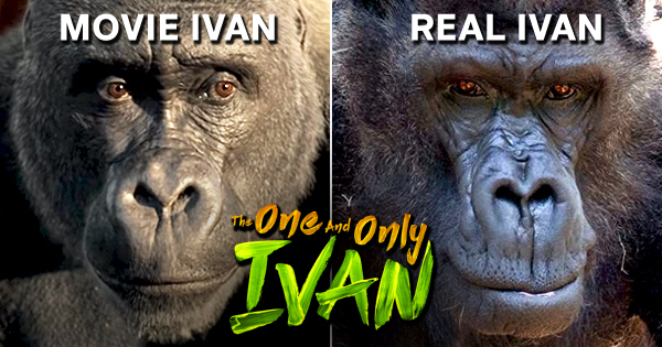 17 Best Photos Ivan The Gorilla Movie Voices : Angelina Jolie Sam Rockwell Voice Disney S The One Only Ivan Watch The Trailer Video Angelina Jolie Brooklynn Prince Danny Devito Disney Movies Sam Rockwell Just Jared