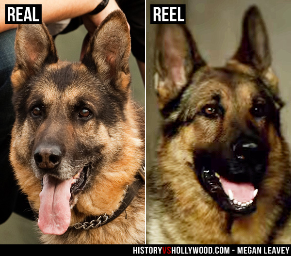 Megan Leavey Movie vs True Story of Sergeant Rex Military Dog